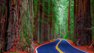 Redwood State Park Copy