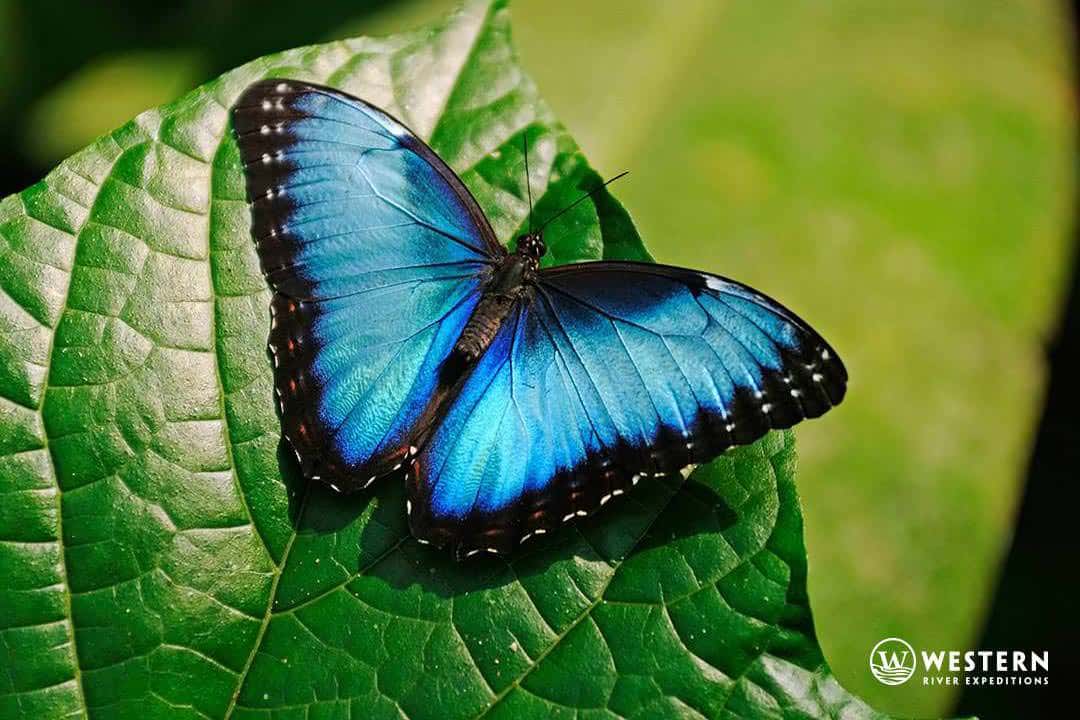 Costa Rica Vacation Package Butterfly Azul