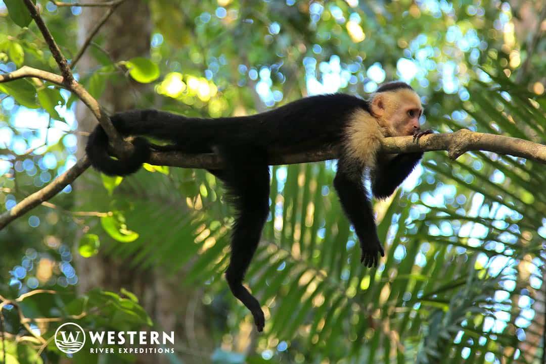 Costa Rica Vacation Package Monkey