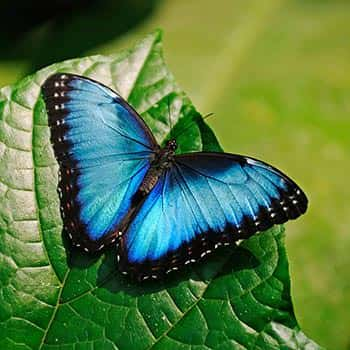 Buttlerfly in Costa Rica