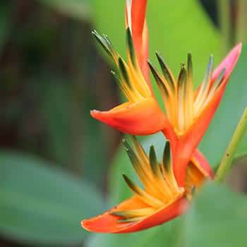 Flowers along the Pacuare River