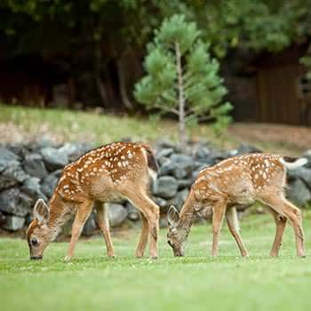 Deer on the Rogue River