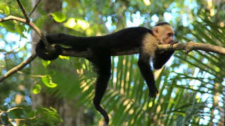 Costa Rica Vacation Package Monkey