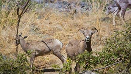 Sheep in Hell's Canyon