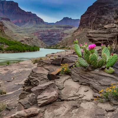 Jackeidson Beavertail Catcus and Brittlebush