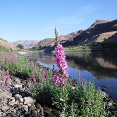 Purple Flower Hells Canyon Rafting