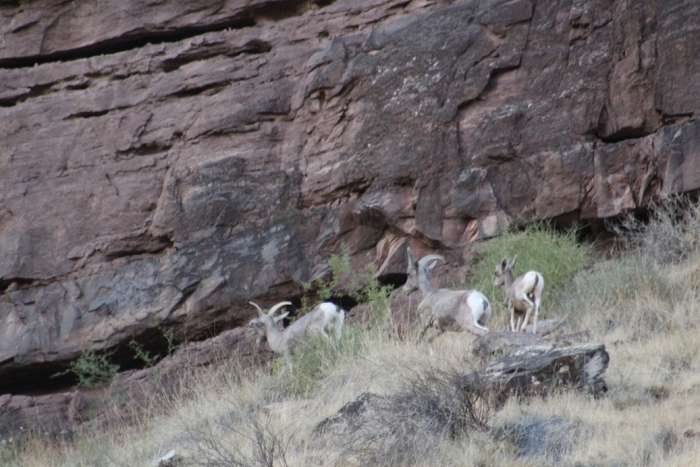 Family of Big Horn Sheep Sighted at Our Campsite