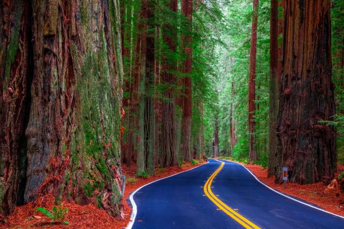 Redwood State Park Copy 1711404248